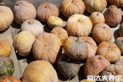 方瓜的营养价值和功效与作用,润肠通便/补