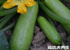 方瓜是南瓜吗,方瓜和南瓜的区别图片(外观