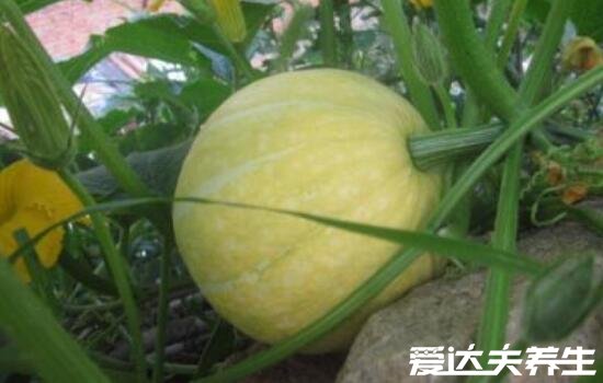 方瓜是南瓜吗,方瓜和南瓜的区别图片(外观/营养成分皆不相同)