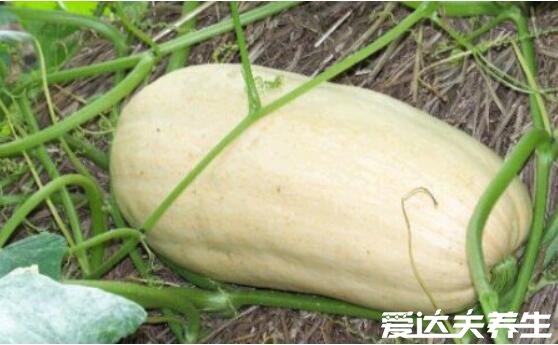 方瓜是南瓜吗,方瓜和南瓜的区别图片(外观/营养成分皆不相同)
