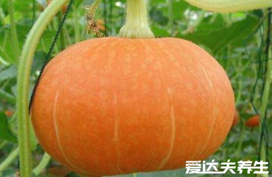 方瓜是南瓜吗,方瓜和南瓜的区别图片(外观/营养成分皆不相同)