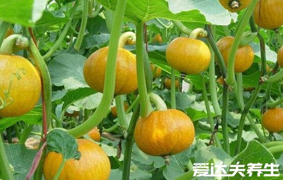 方瓜是南瓜吗,方瓜和南瓜的区别图片(外观/营养成分皆不相同)