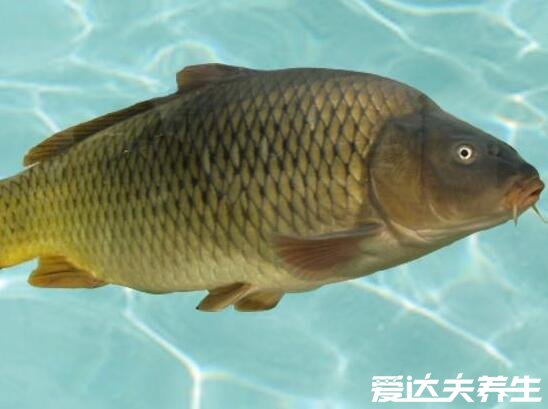 狗肉不能和什么一起吃,茶叶/大蒜/鲤鱼/绿豆反应严重可能导致死亡