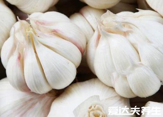 狗肉不能和什么一起吃,茶叶/大蒜/鲤鱼/绿豆反应严重可能导致死亡