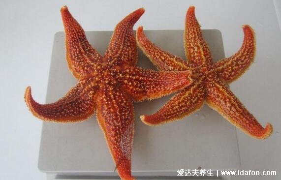 海星的功效与作用及食用方法,4种吃法治胃病/活血化瘀/消炎杀菌