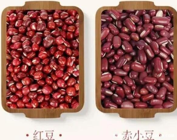 红豆与赤小豆的区别,红豆圆/赤小豆是长条(红豆薏米水用赤小豆)