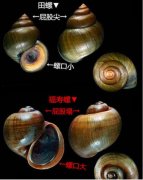 福寿螺和田螺的区别，田螺的屁股又尖又长