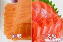 虹鳟鱼和三文鱼的区别，肉质口感/外观/价格