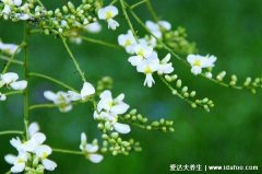 槐花的功效与作用禁忌,清热解毒/凉血止血