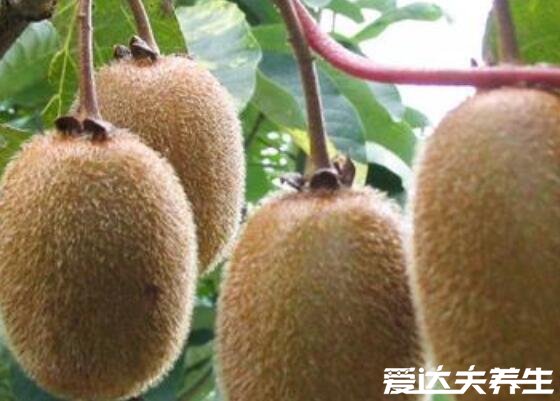 降血压最有效5种食物,香蕉/龙须菜/红薯叶/猕猴桃/荸荠