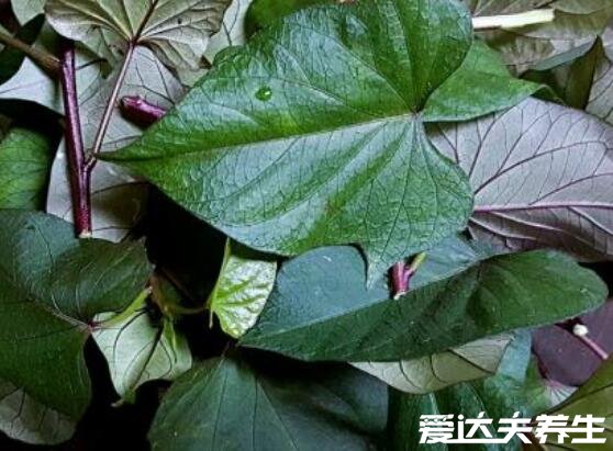 降血压最有效5种食物,香蕉/龙须菜/红薯叶/猕猴桃/荸荠