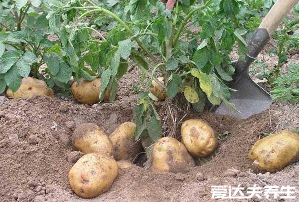 六种超级降压食物,洋葱/芹菜/山楂/香蕉/土豆/柚子