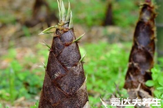 六种人不宜多吃竹笋,过敏/未成年/胃病患者等禁食(竹笋禁忌)