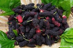 男人必知4大壮阳水果，桑葚/猕猴桃/荔枝/蓝