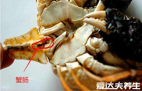 螃蟹哪里不能吃高清图,大闸蟹的肠/鳃/心/胃很脏有寄生虫