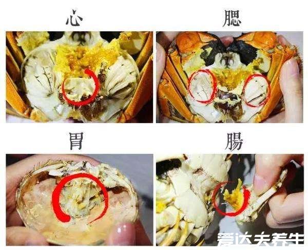 螃蟹哪里不能吃高清图,大闸蟹的肠/鳃/心/胃很脏有寄生虫