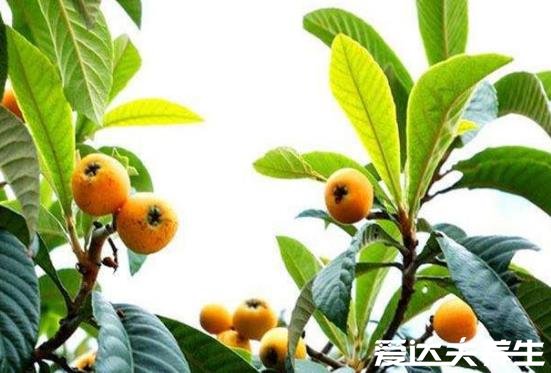 枇杷果的功效与作用禁忌,能润肺止咳/健脾开胃但糖尿病患者禁食