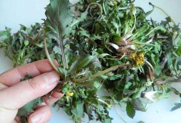 蒲公英哪四种人不能喝,怀孕/胃寒/过敏/低血压(附泡水喝的禁忌)