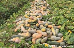 南瓜的功效与作用，降糖降压/排毒养颜/促消