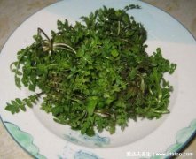 农村100种野菜图片，有些你肯定吃过(含荠菜