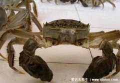 螃蟹吃什么食物，喂食米饭/面包屑/玉米或南