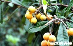 枇杷果的功效与作用禁忌，能润肺止咳/健脾