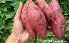 山芋是什么样子的图片，又叫番薯/红薯/甘薯