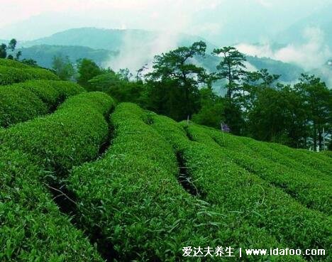 肉桂茶属于什么茶,武夷岩茶的一种/属于乌龙茶