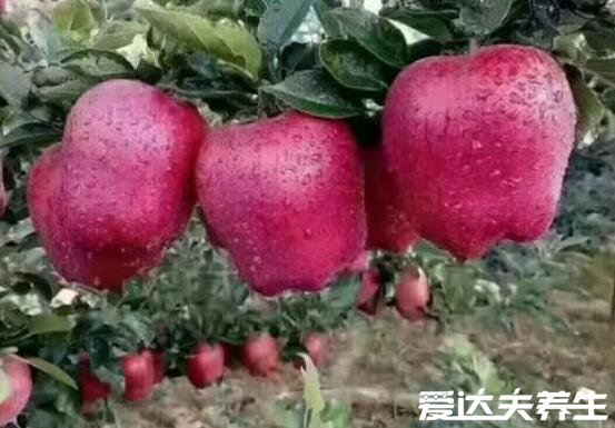 蛇果和苹果的区别,蛇果品种更优/价格更高/功效超多(图片)