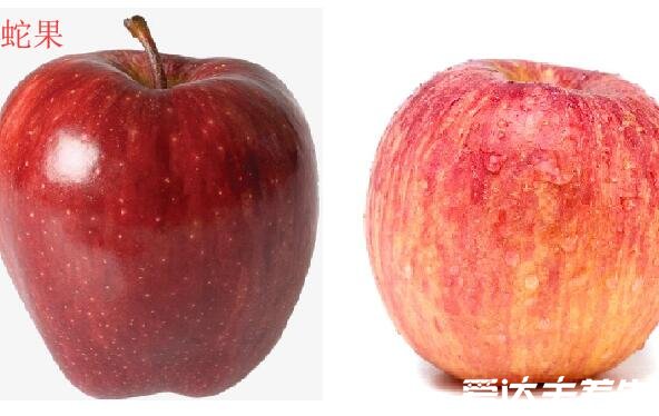 蛇果和苹果的区别,蛇果品种更优/价格更高/功效超多(图片)