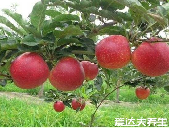 蛇果和苹果的区别,蛇果品种更优/价格更高/功效超多(图片)