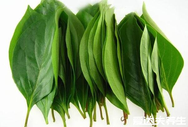 柿子叶的功效与作用,美白淡斑/预防皮炎/预防高血脂/止咳化痰(附禁忌)