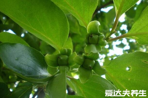 柿子叶的功效与作用,美白淡斑/预防皮炎/预防高血脂/止咳化痰(附禁忌)