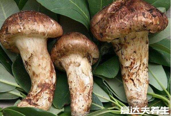 松茸菌的功效与作用及食用方法,煲汤/煎炒有预防三高抗衰老等功效