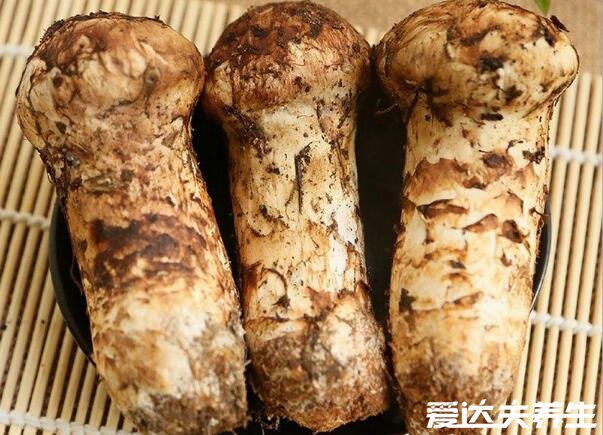 松茸菌的功效与作用及食用方法,煲汤/煎炒有预防三高抗衰老等功效