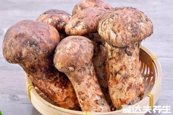 松茸菌的功效与作用及食用方法,煲汤/煎炒有预防三高抗衰老等功效