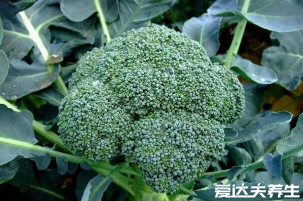 西兰花的功效与作用,美白抗衰老/促进身体发育等五大功效