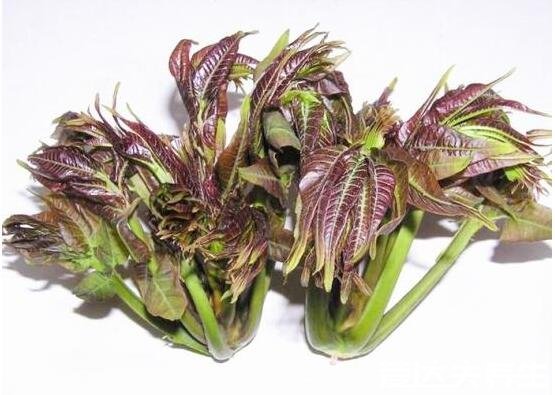 香椿的功效与作用及禁忌,可美容养颜/清热解毒但有旧疾则慎用