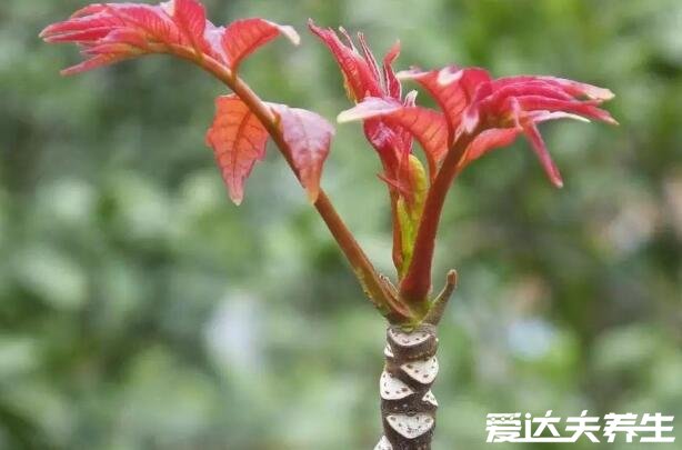 香椿芽的功效与作用，美容养颜抗衰老/补充营养促消化