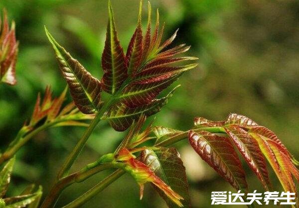 香椿芽的功效与作用，美容养颜抗衰老/补充营养促消化