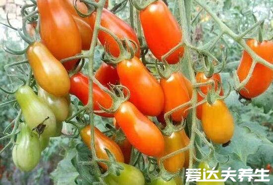 小柿子叫什么名字及其功效与作用禁忌,为圣女果/美容瘦身(图片)
