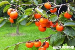 柿子叶的功效与作用，美白淡斑/预防皮炎