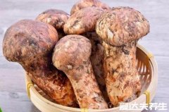 松茸菌的功效与作用及食用方法，煲汤/煎炒