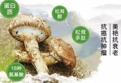 松茸菌的功效与作用及食用方法，可延缓衰