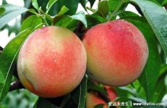 桃子的功效与作用营养,高钾低钠的水果能