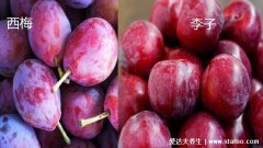 西梅和李子有啥区别,西梅形状椭圆且甜/李