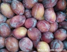 西梅是热性还是凉性吗,是凉性的/吃多可腹