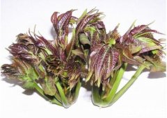 香椿的功效与作用及禁忌，可美容养颜/清热