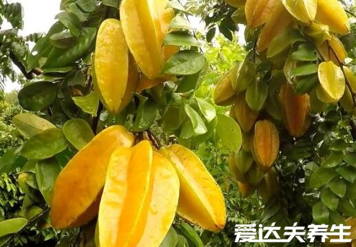 杨桃的功效与作用吃法,生津止渴/美容养颜但要注意不可多吃
