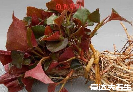 鱼腥草图片及功效与作用禁忌,又名折耳根可消炎杀菌/清热解毒